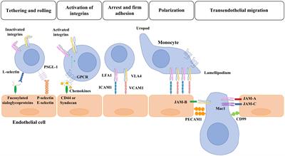 Monocyte-endothelial cell interactions in vascular and tissue remodeling